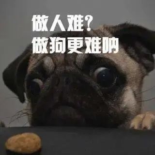 市民|事发狐尾山公园！一男一女“禁区”遛狗不听劝还打人！警方已介入调查