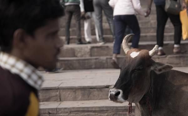  受伤|受伤的文明：印度