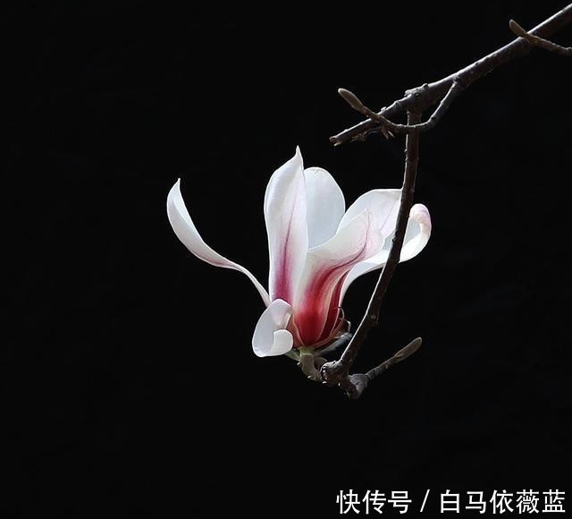 冷弃幽芳|不因秋冷弃幽芳。请欣赏七绝.咏秋兰