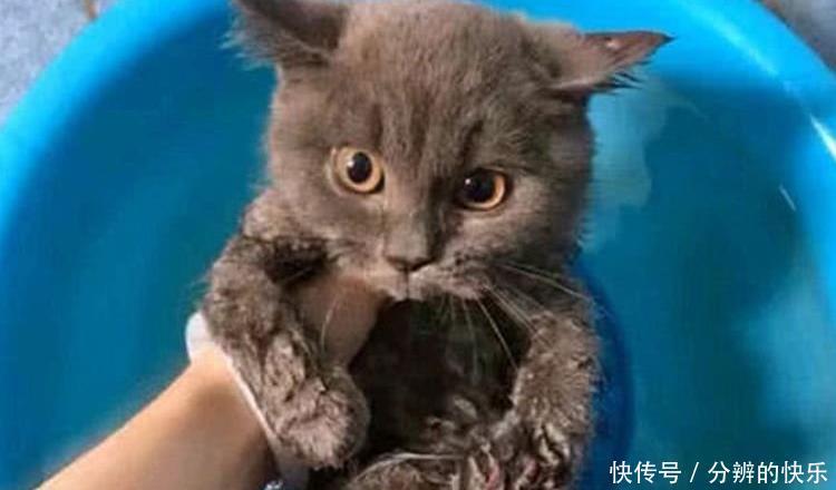  主人|主人给大肥猫洗澡，猫咪瞬间变成大老鼠，网友：缩水严重，退货