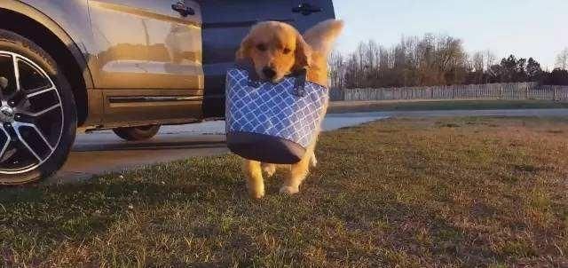 体现|咬人犬未必全是恶犬,但随意伤人就是恶犬,犬的行为体现主人素养