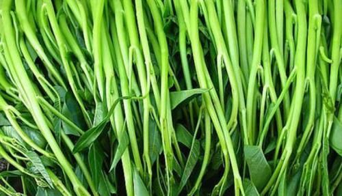  有钱|空心菜有4个品种，只有它是所有通菜中的“爱马仕”，有钱也难买