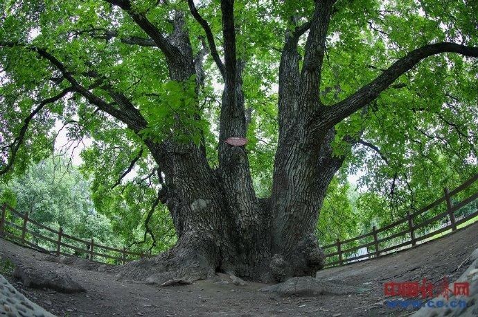 核桃|千年核桃“触网”收益多