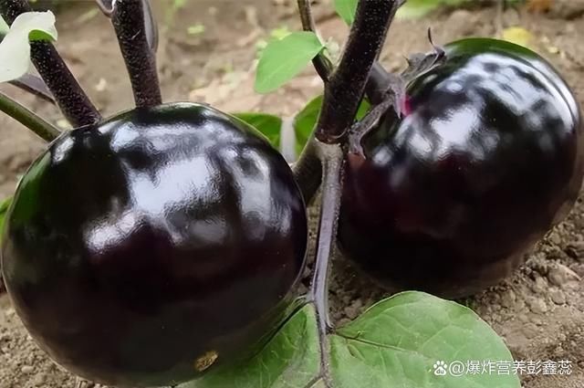 紫色茄子和绿色茄子哪个更有营养(常吃紫色茄子的人，对人体有多种好处，但2个食用禁忌要避免)