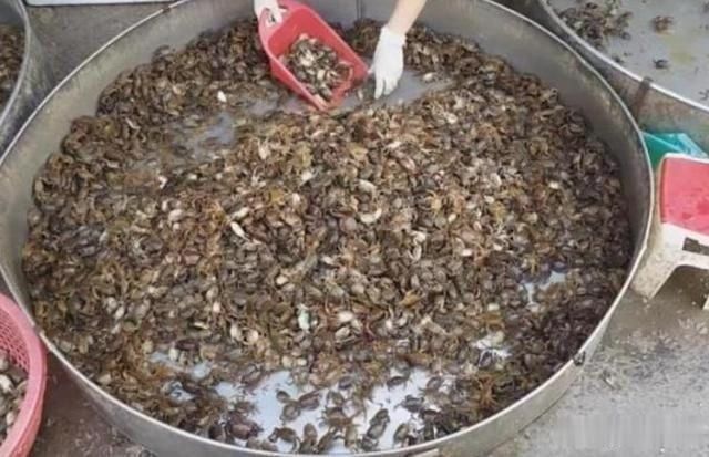 女孩|农村女孩卖“生螃蟹”8元一盘，每天能卖500盘，顾客都说好吃