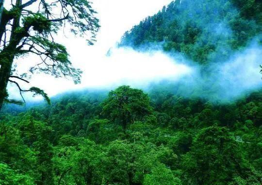  中国|高黎贡山 | 中国五星级观鸟胜地，你知道吗？