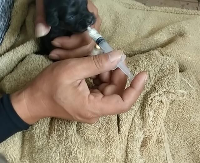 出场|记者深入调查:楚雄市被抓的流浪犬哪去了?