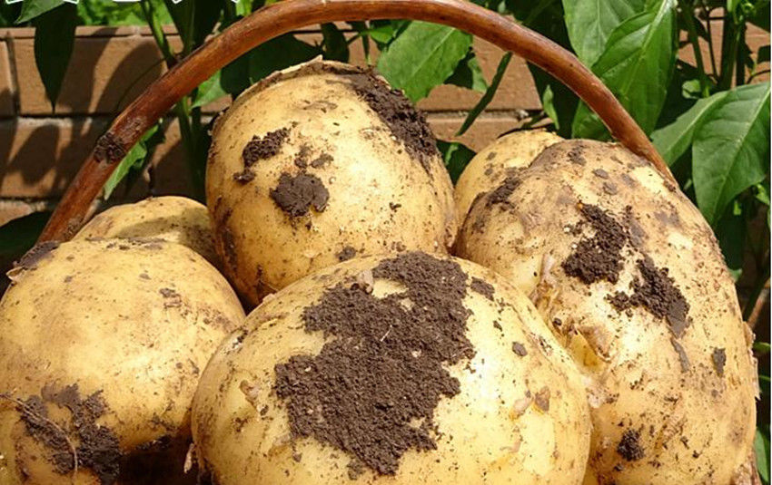  产量|土豆种植巧用四个小妙招，结的多、个头大，果面光滑产量高