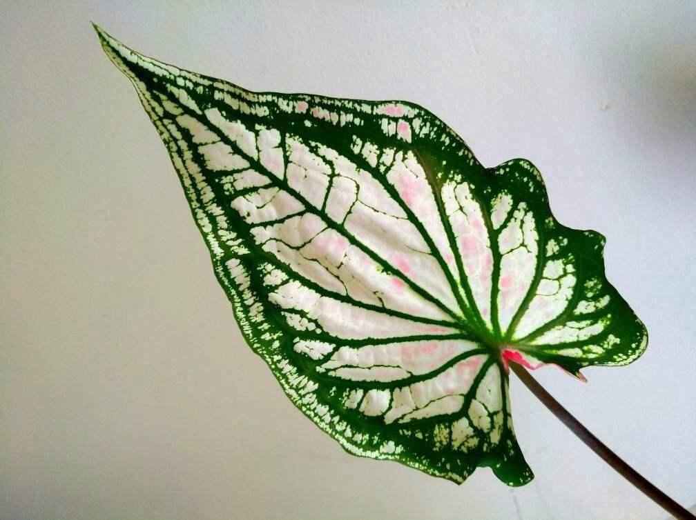 养耐|秋天光照不如夏天强，适合养耐阴花，叶子美得像油画