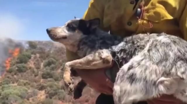  主人|加州男子与他以为在大火中丧生的狗团聚：“我以为看不见它了”