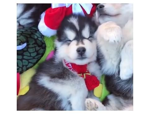 狗狗|狗为什么不能喂太饱呢？养狗人士请看！