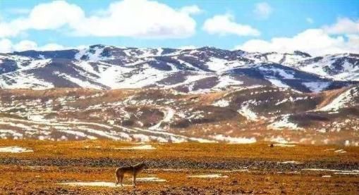  样子|青海失联女大学生被网暴：你嘴不留情的样子，比吃人的野兽更可怕
