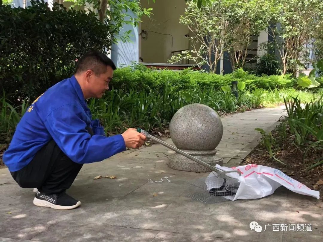  这次|南宁一小区又抓到蛇，这次是剧毒眼镜蛇！捕蛇人：肯定不止一条