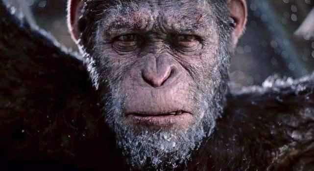  本科|还记得那只上本科的猩猩吗？试图成为真正的人，最后怎么样了？