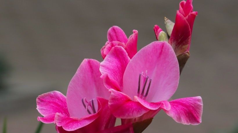  生肖兔|下半年，事业有贵人，爱情有桃花，财源广阔的4大生肖