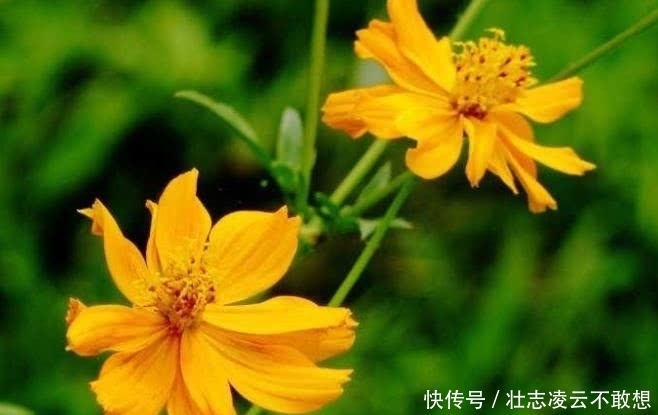 生肖|9月开始赚钱多多,事业勇攀巅峰,四季平安的四大生肖