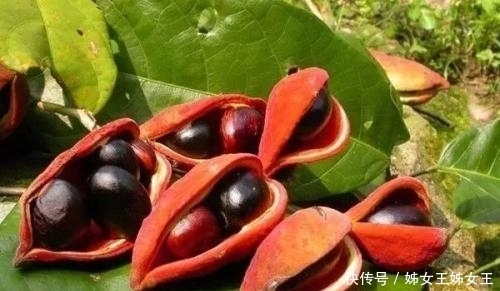 膝盖|5种奇葩水果,吃过3种以上愿送上膝盖,最后一种却是富婆最爱!