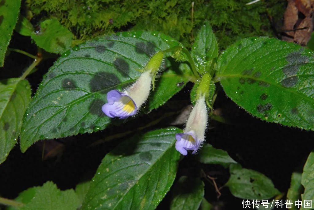 中国科学家发现全新细胞类型，植物也可以动起来了！