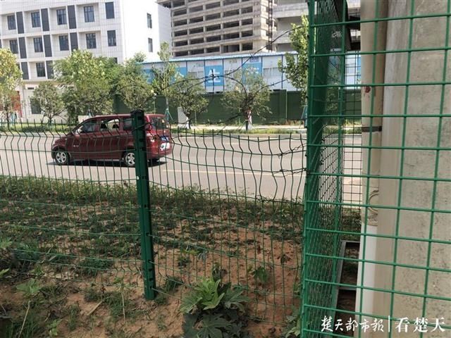 行人|800米路段无过街通道,行人翻越绿化带过马路