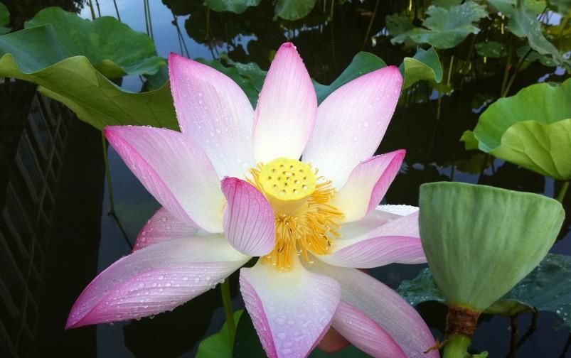  生肖牛|接下来一周 天降四喜的3生肖, 财富不断找上门!