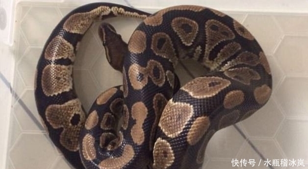  冷汗|外国女孩打开自家马桶盖，里面爬出来的东西让他直冒冷汗