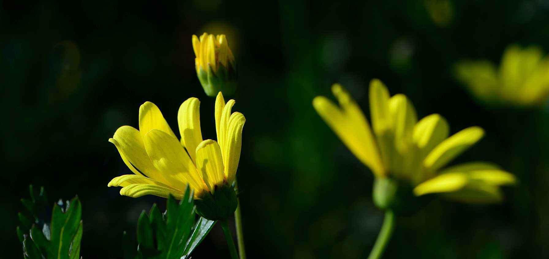  射手座|这几星座的女人，婚姻美满幸福，无论长的多不好，嫁的男人都不差