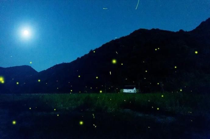  梦幻|超梦幻！西湖边的萤火虫你见过吗？这个地方还有1500亩的萤火虫公园！