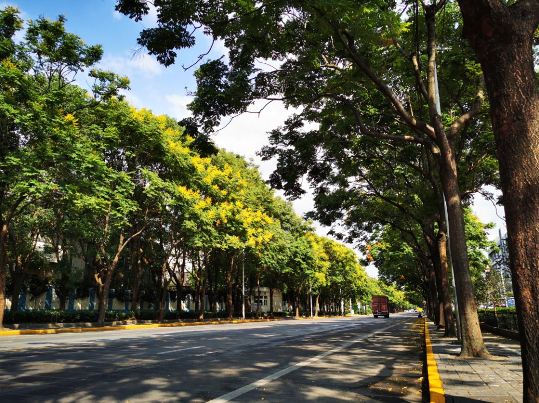 普陀|普陀林荫道“全家福”又添新成员!这两条道路在你家附近吗?