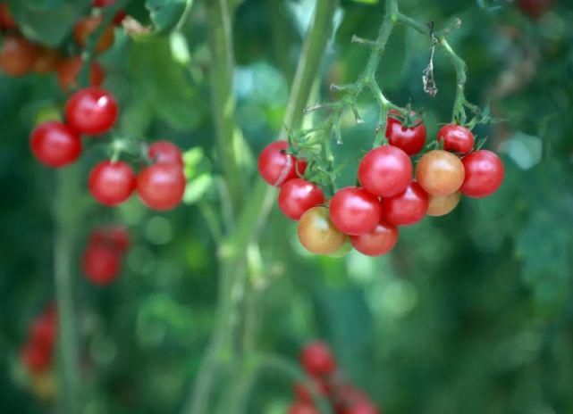 收集|就在明天!海沧 “丰收集”!