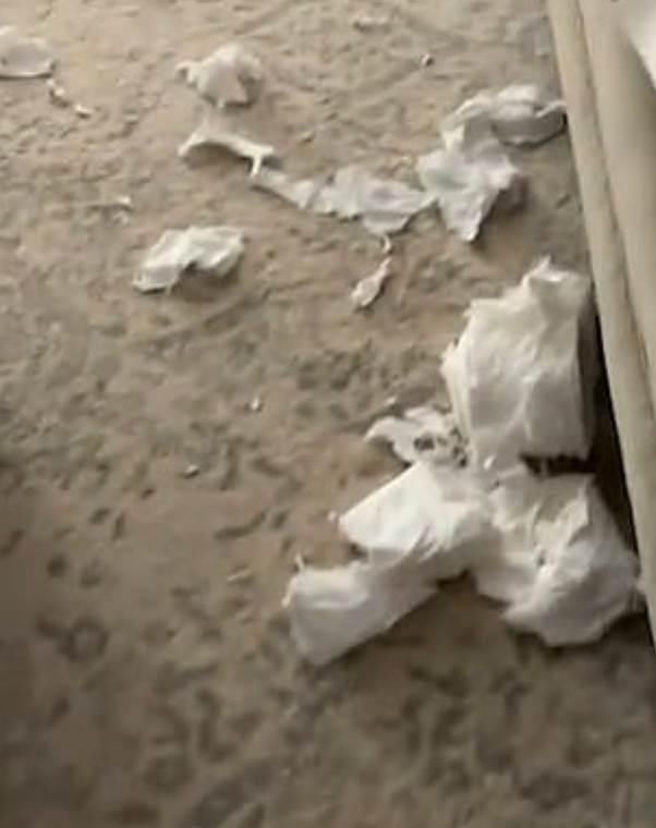 样子|“以为台风扫过！”面对主人质问，捣蛋狗装作听不懂的样子！