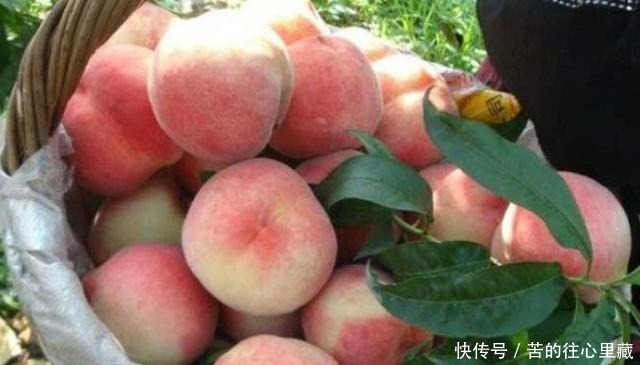 行家|买水蜜桃时,行家都会“摸一摸”外皮,老板一看就知是“内行人”