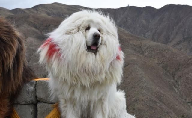  完结|瑞虎8一万五千公里自驾西藏篇，完结分享篇