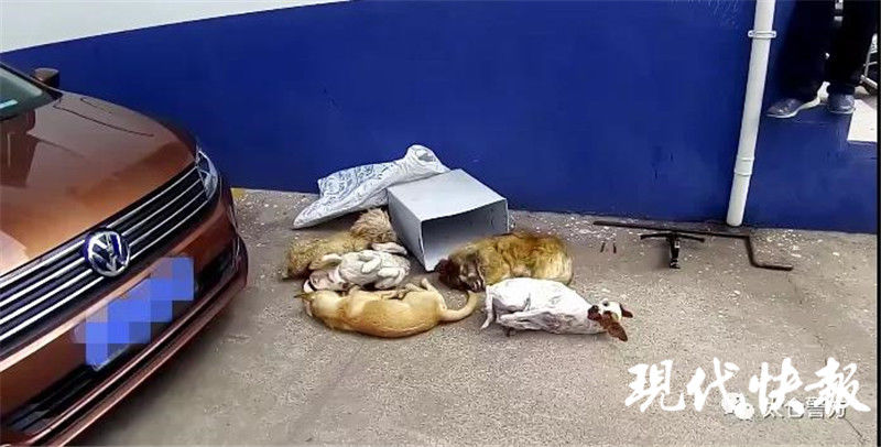 路上|路上捡到的一支飞镖，牵出毒杀犬只案