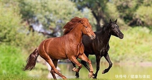  知识|马为什么白天黑夜都站着，睡着了也不躺下？看完算是涨知识了