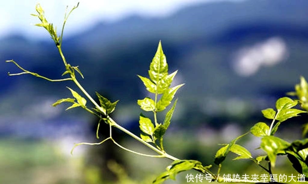 称为|一种藤本植物,被称为“土家神茶”,富含硒元素,能卖79元1一斤