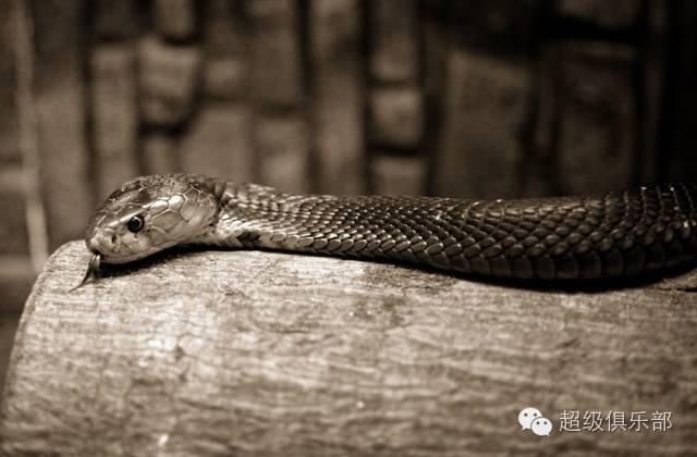  上山|命悬一线！贵州4岁男童上山采蘑菇，不幸被蛇咬伤