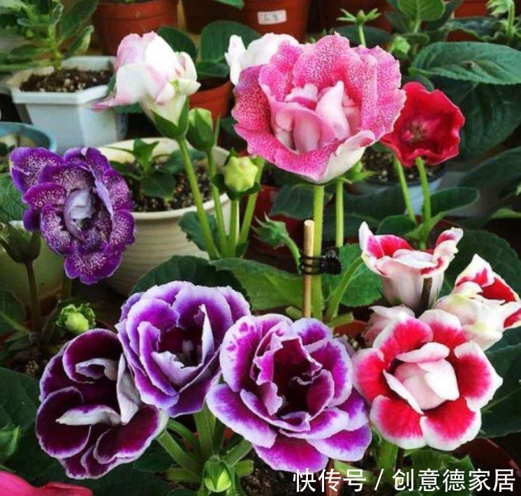  傲娇|4种花是花界的“傲娇女王”，花开美观又大气，花色艳丽灿烂无双