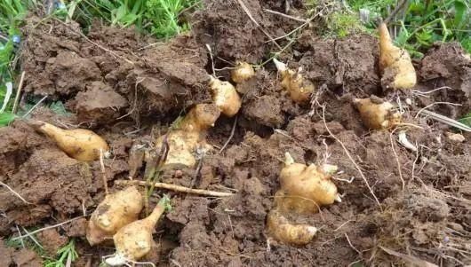 生姜|记忆中的崇明美味——地生姜