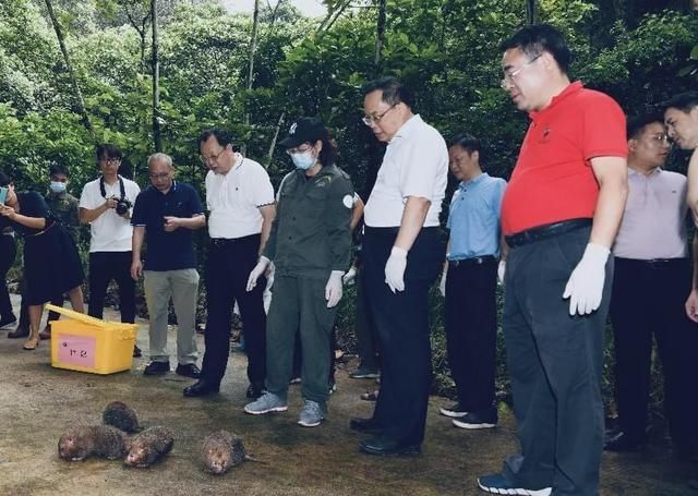 放生|豹猫、红隼、果子狸......在南宁的公园里遇到它们别激动