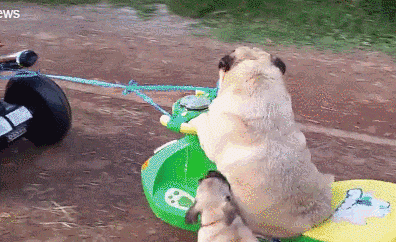 搞笑|搞笑GIF:你都这么胖了还不下来走走!