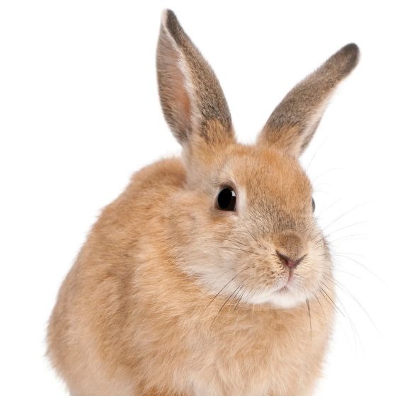 即将|兔下周开始,“喜事”即将上门,财旺福旺,笑过兔年!