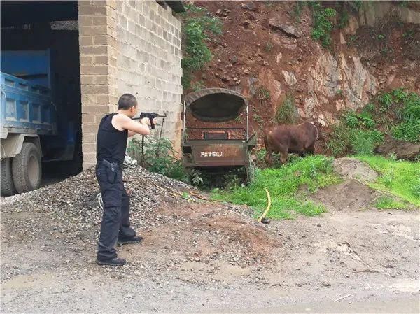 菜牛|中7枪不倒“菜牛”狂化活成了“斗牛”的样子