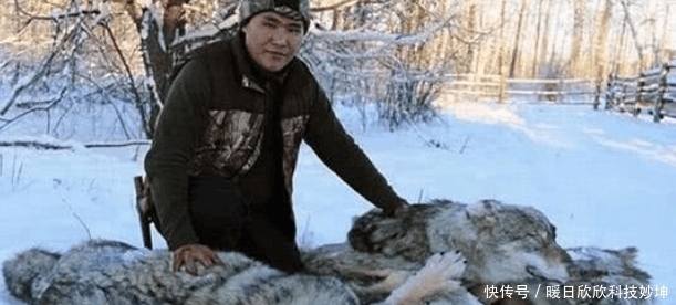 中国|美国的外来物种在中国泛滥成灾? 这次让我们头痛, 挖掘机都用上了