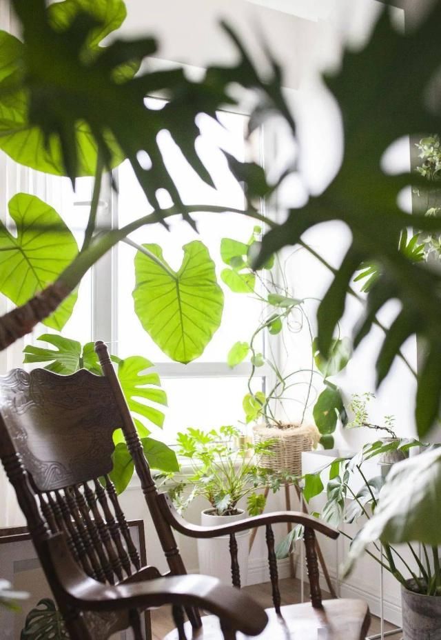  吊钟|她们的家，美得很让人种草