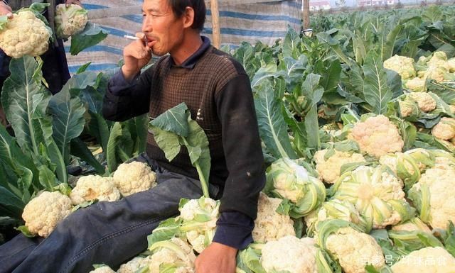 区别|买花菜时，挑“散花”的还是“紧花”的？教您一招，别再选错了