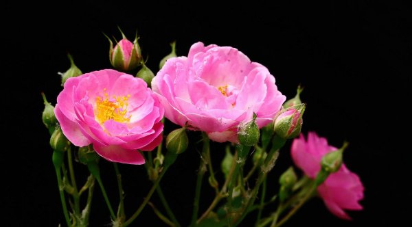 俗话|俗话：吃亏是福，但人到中年有4个亏不能吃，不然后半生不得安宁