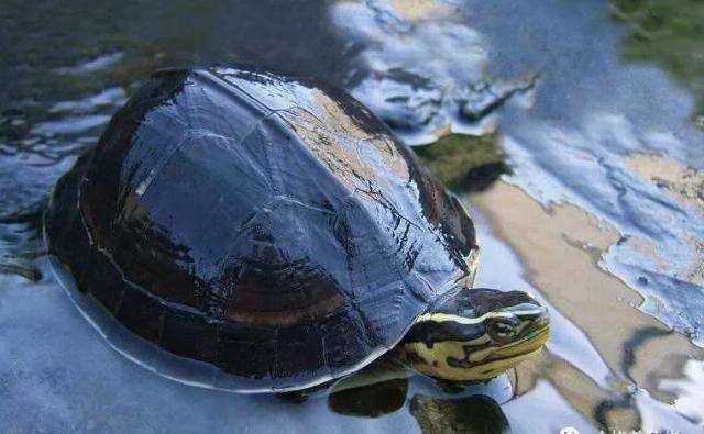 混养|龟被咬伤后该怎么处理?