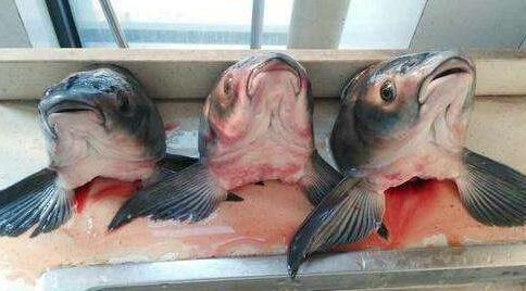  鲜美|8月冬瓜正当季，和鱼头搭配，营养美味汤汁鲜美，孩子们也超喜欢