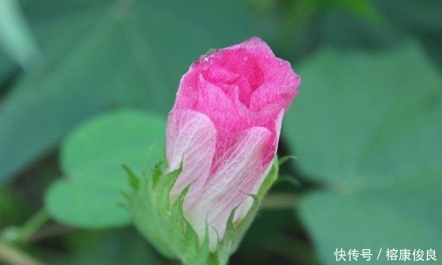 尊敬|孝道中的孝敬和孝顺