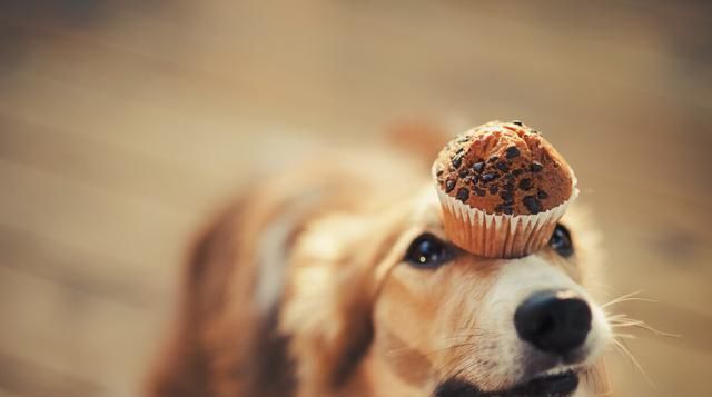  消费|把狗当成孩子养，拍写真几百到上万，被宠物玩穷，你心甘情愿吗？